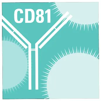 Anti-CD81 Antibody with Goat Anti-Rabbit HRP Secondary Antibody